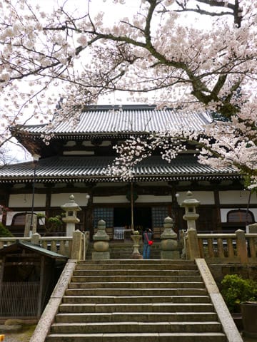 温泉寺の桜