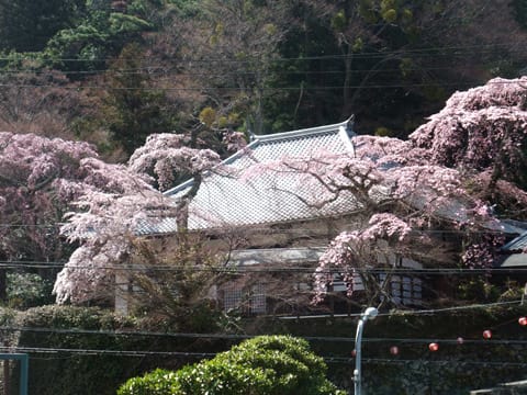 有馬温泉の桜