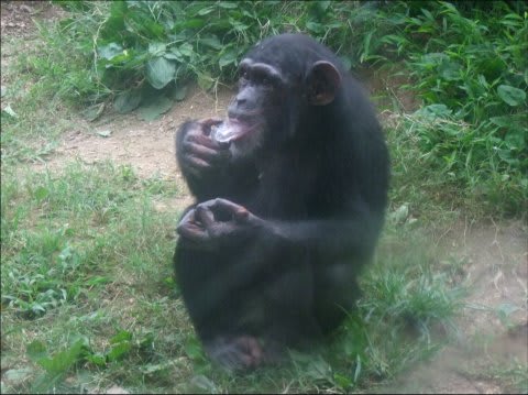 <b>チンパンジー</b>に氷＠到津の森公園－２ - のぼせもんKTQ2