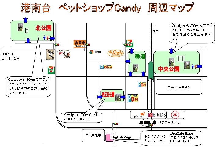 レンタルペット 今日のcandy