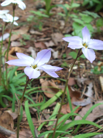 六甲山・有馬温泉の花（春） 4月21日