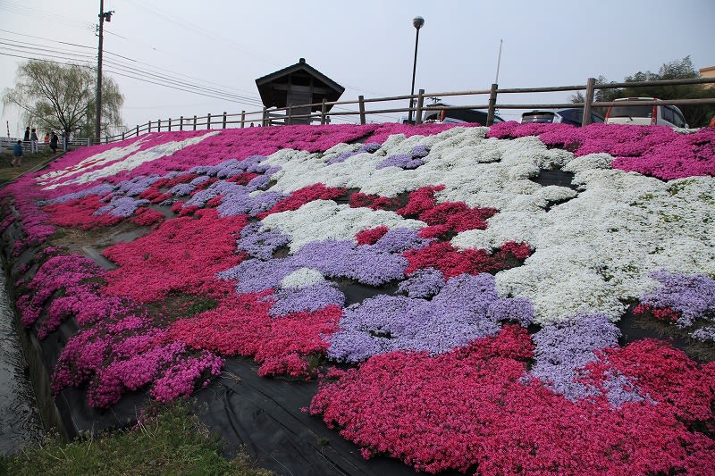 小松市 中海町ロードパーク「なかうみの里」芝桜 ピンク、白、赤、紫色、花のじゅうたん。 - ・金沢から発信のブログ 風景と花と鳥など