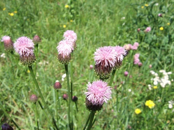  2007.05.20キツネアザミ02（庭と近所の花）