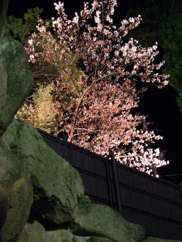 花見風呂☆貸切露天風呂の夜桜ライトアップ