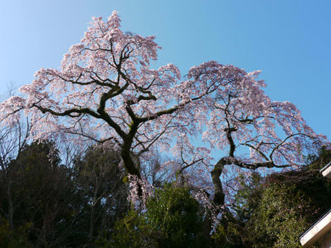 有馬温泉の桜 4月14日