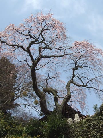 善福寺の糸桜