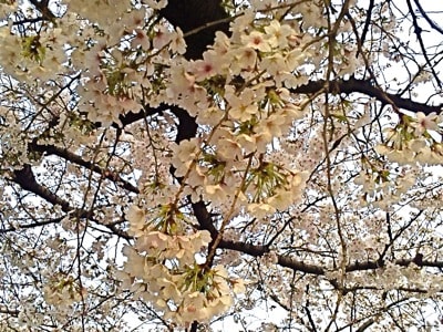 <b>岐阜</b>県内の名桜を一挙に見ることができる？ - <b>長良川温泉</b> ホテルパーク