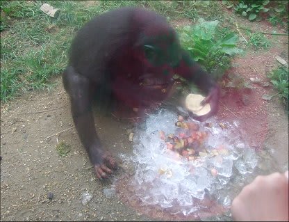 <b>チンパンジー</b>に氷＠到津の森公園-1