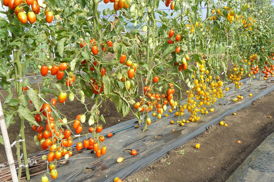 カテサイ の トマト 畑