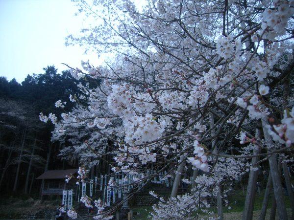 ４月４日『淡墨桜』満開！これから１週間が見頃・・・・・・・