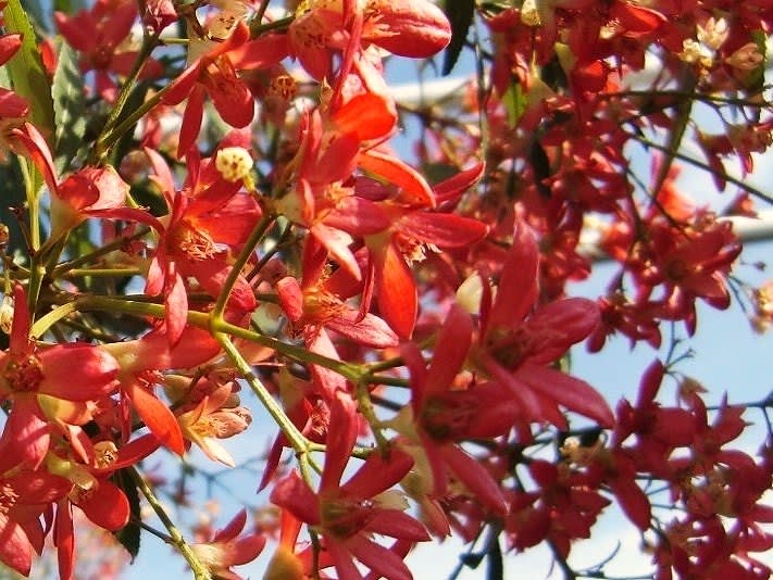夏 赤い樹木花 ２ 花を愛でる