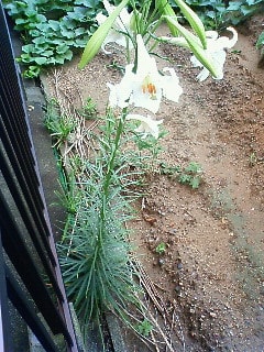 タカサゴユリが開花