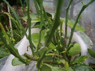 21 アゲハ蝶に成長するまでの観察過程 枇杷の花 枇杷茶