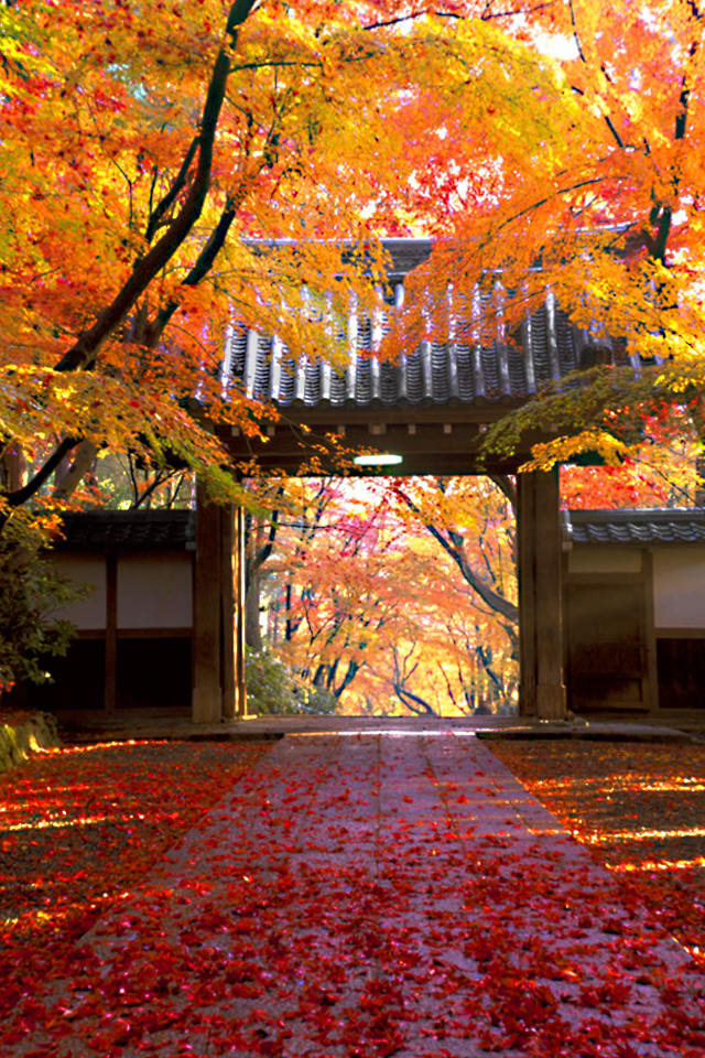 秋の京都寺 秋の季節テーマ Iphoneスマホ用ホーム ロック画面 壁紙画像 シーズン編 Naver まとめ