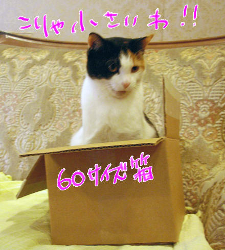 60サイズの箱にぴっちり猫 - まんじゅうかわいいー