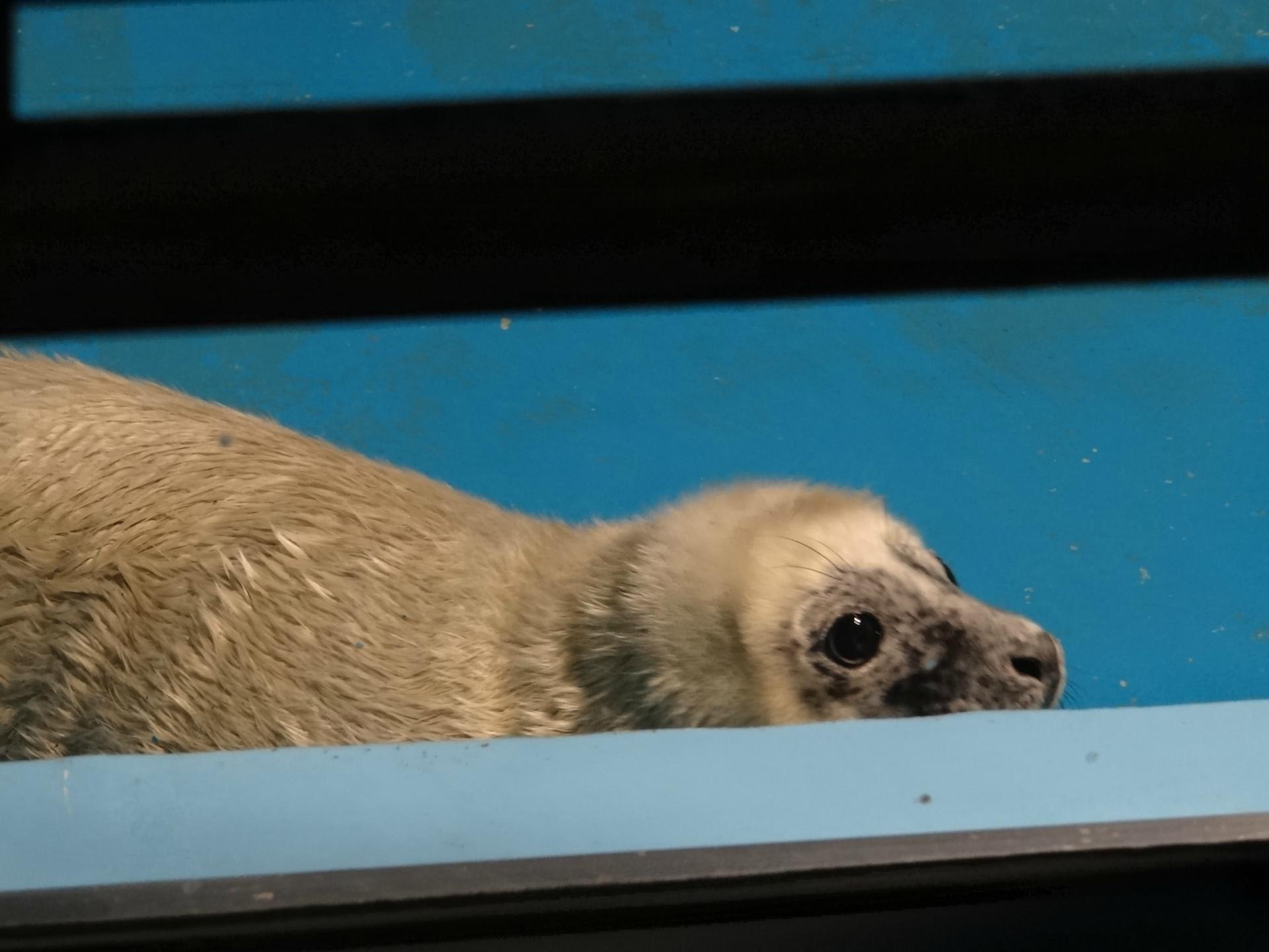 横浜 八景島シーパラダイス ハイイロアザラシの赤ちゃん 水族館とか動物園を巡って