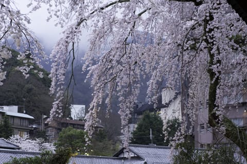 善福寺の枝垂れ桜