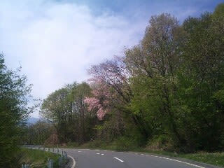 山桜が楽しめます！！ - ご両親や友人の健康を、日本で唯一の湯の花 <b>...</b>