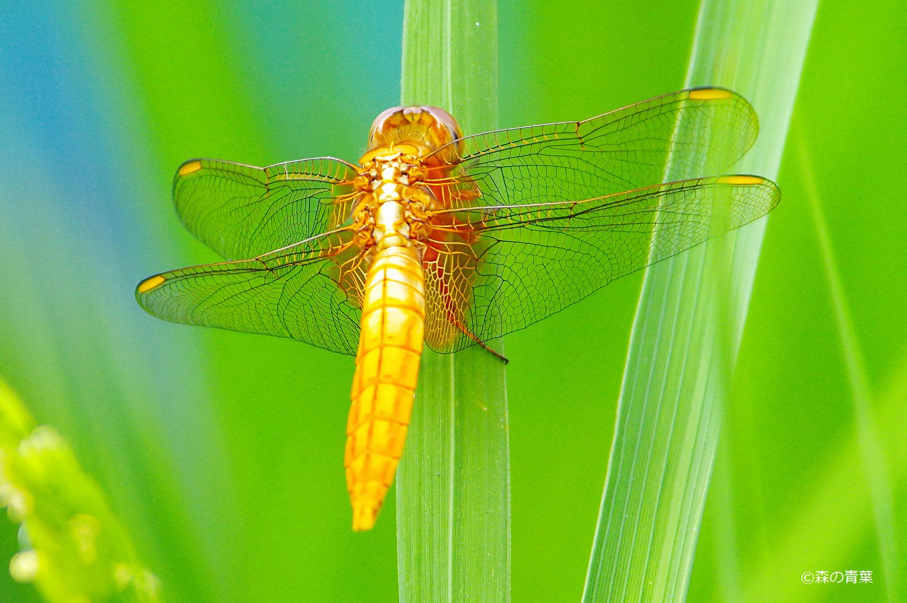 トンボ ○黄金のトンボ - 森の青葉 Ⅱ－BORGで身近な月・太陽・野鳥撮影