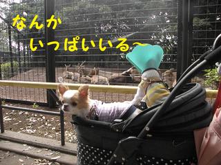 <b>夢見</b>ヶ<b>崎動物公園</b> - クゥたん日記
