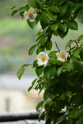 念仏寺の沙羅の花