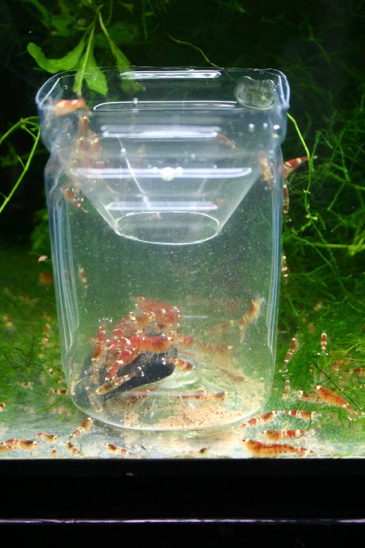 エビトラップ…水草水槽用エビ捕獲器 熱帯魚工作箱