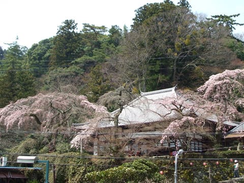 善福寺の糸桜 4月6日