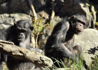 <b>チンパンジー</b>・アフリカの熱帯雨林エリア - レオナルドコーナー