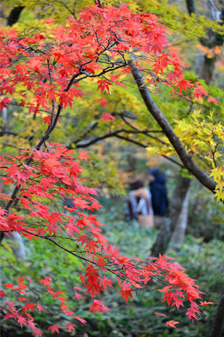 有馬温泉瑞宝寺公園の紅葉