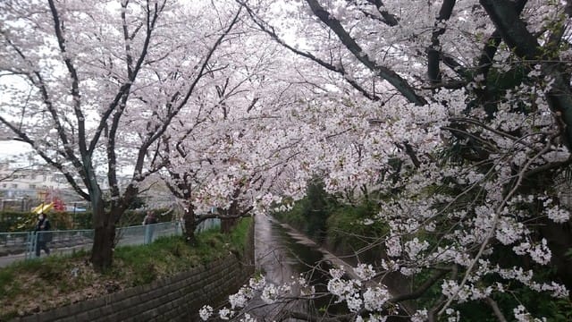 春のキャンペーンやっていますよ🙆🙋🙋🙋 - 町田アメリカンブログ