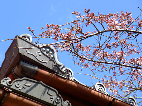 有馬温泉 善福寺の桜