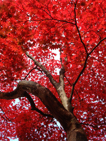 有馬温泉の紅葉 2010年11月14日