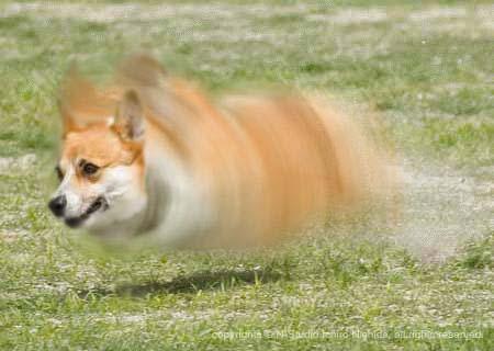 どうぶつ画像ネタ プリン残しちゃってもったいない