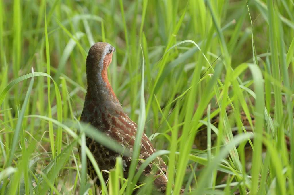 コジュケイ ゴイサギ 幼 ウグイス ミサゴ 金沢区 長浜公園の四季