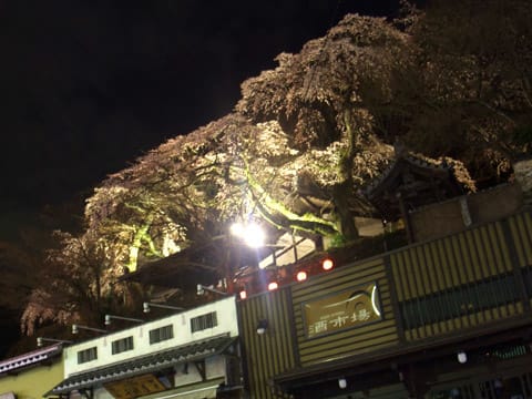 善福寺の夜桜