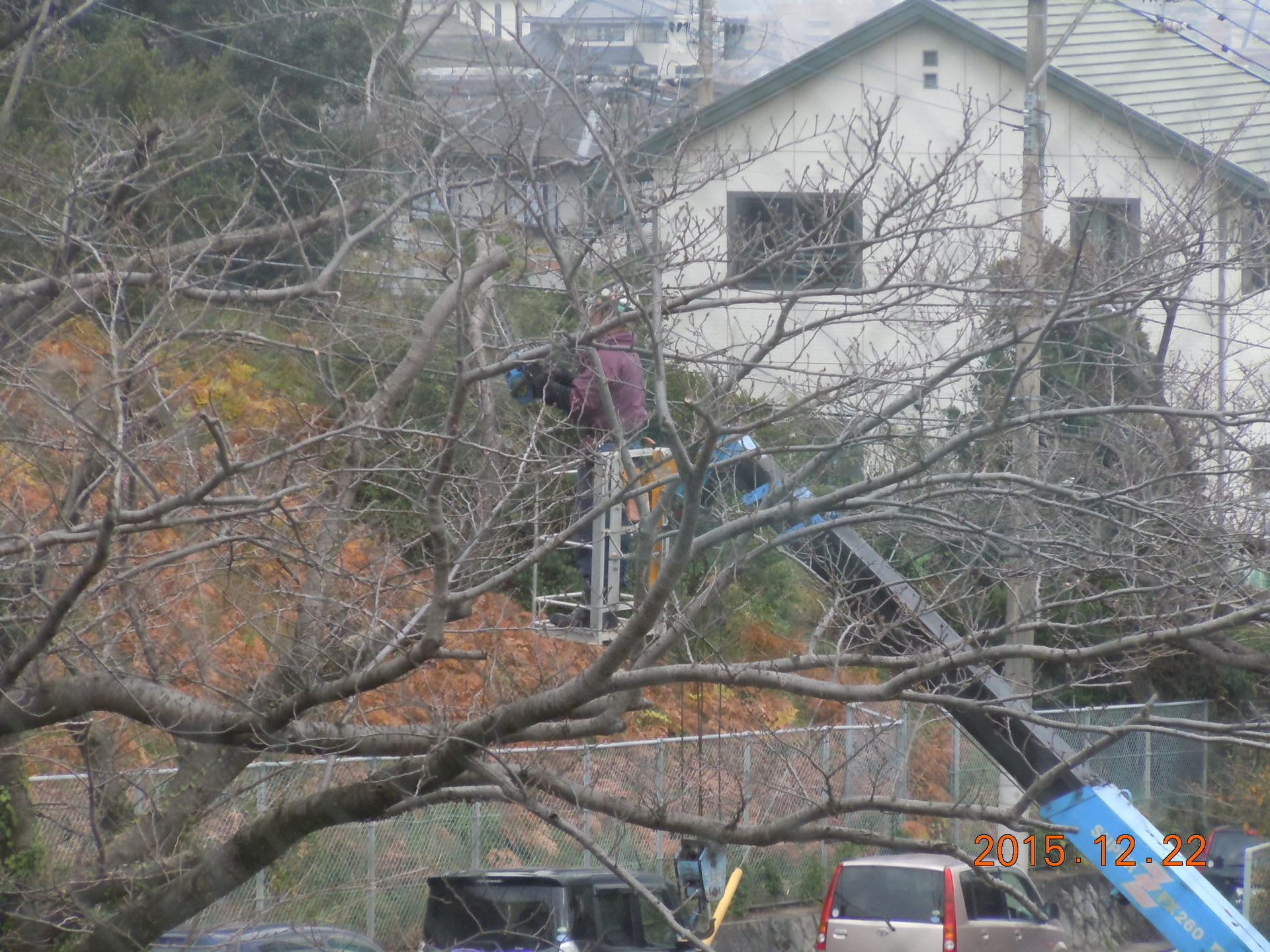お隣の学童保育では駐車場の桜伐採をしていました