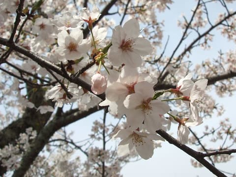 龍泉閣 貸切露天風呂の桜