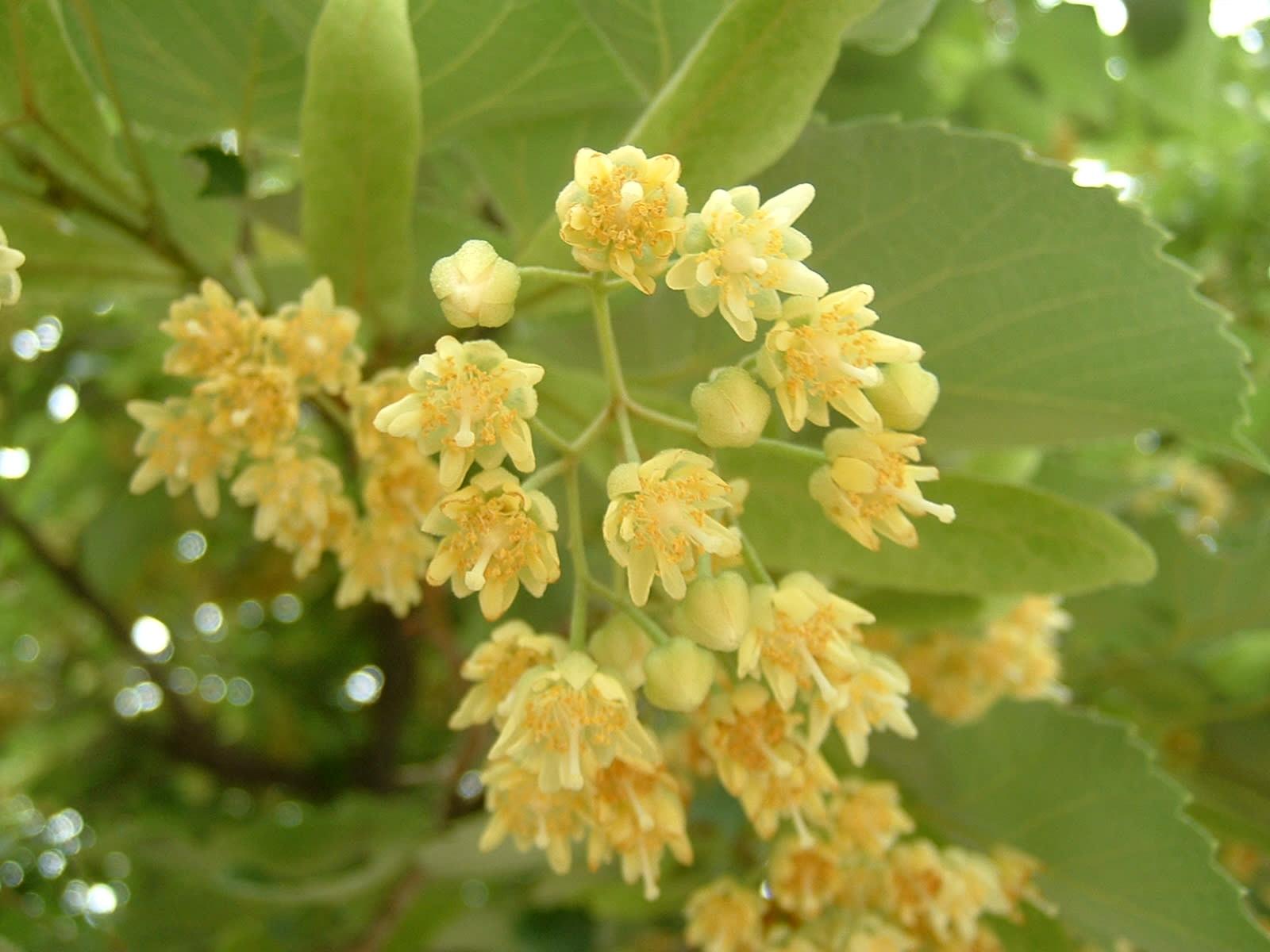 インド 菩提樹 の 花