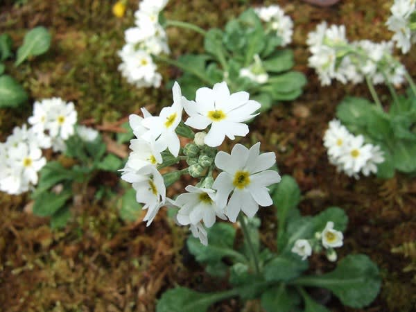 2007.3.28　サクラソウ白丸（箱根湿性花園）