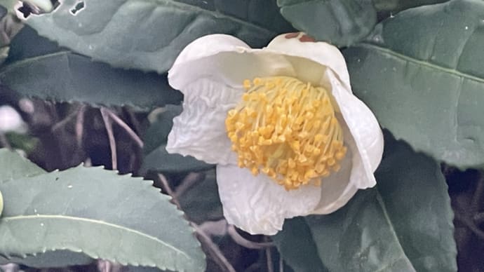 茶の花