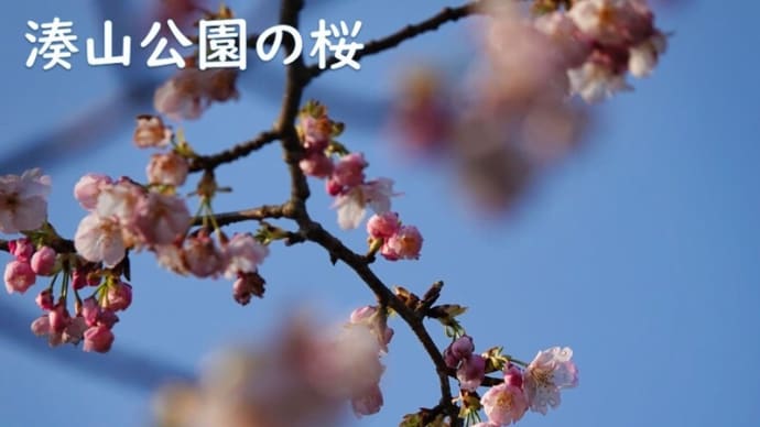 湊山公園の桜　3月14日撮影分