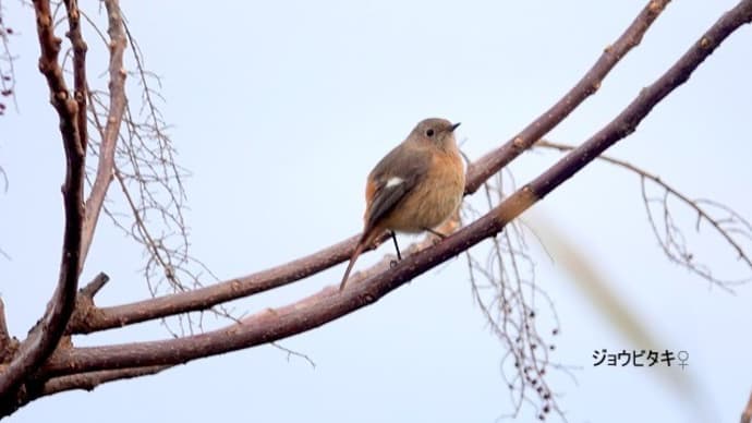 01/22探鳥記録写真-3:はまゆう公園の鳥たち(ジョウビタキ♀、シロハラ、ヤマガラ、カワラヒワ、メジロ、)