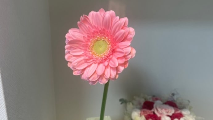 今週のお花🌸