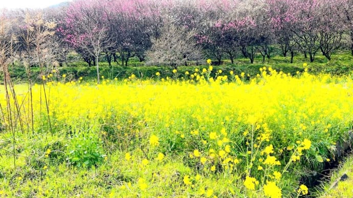 里山歩き 苅野原っぱの花桃