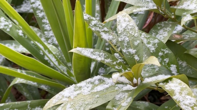 戯れ言 1/10 初めての降雪