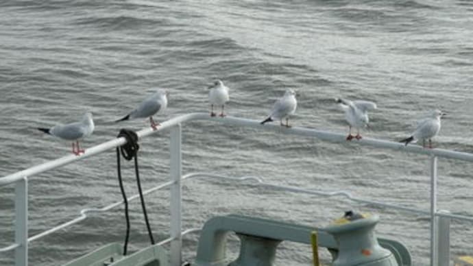 海鳥と戯れる・・・