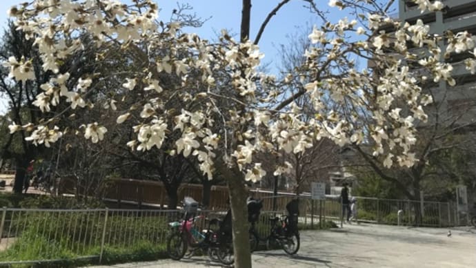 3月21日(月)サクラ記念日