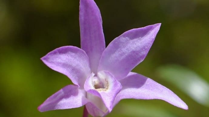 鉢植えのセッコク（１）「万里紅」