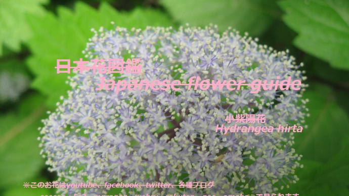 雪の結晶?美葉!Crystal of snow? Beautiful leaves!