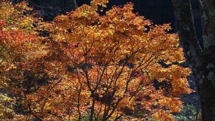 郡上迄紅葉狩りに